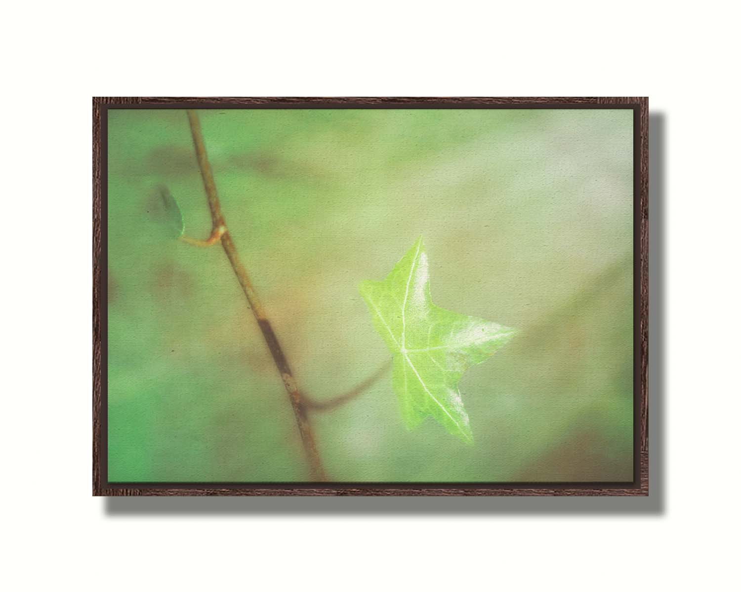 A photograph of a newly sprouted green leaf on a twig, glowing in the sunlight. Printed on canvas in a float frame.