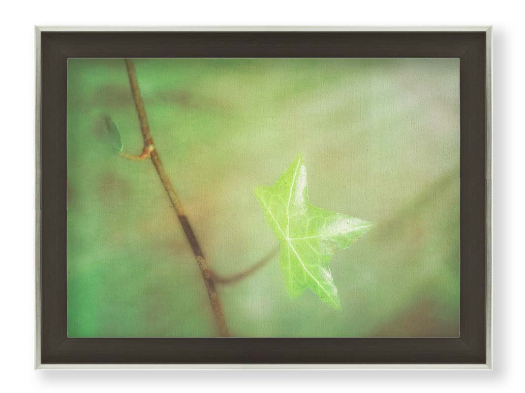 A photograph of a newly sprouted green leaf on a twig, glowing in the sunlight. Printed on canvas and framed.