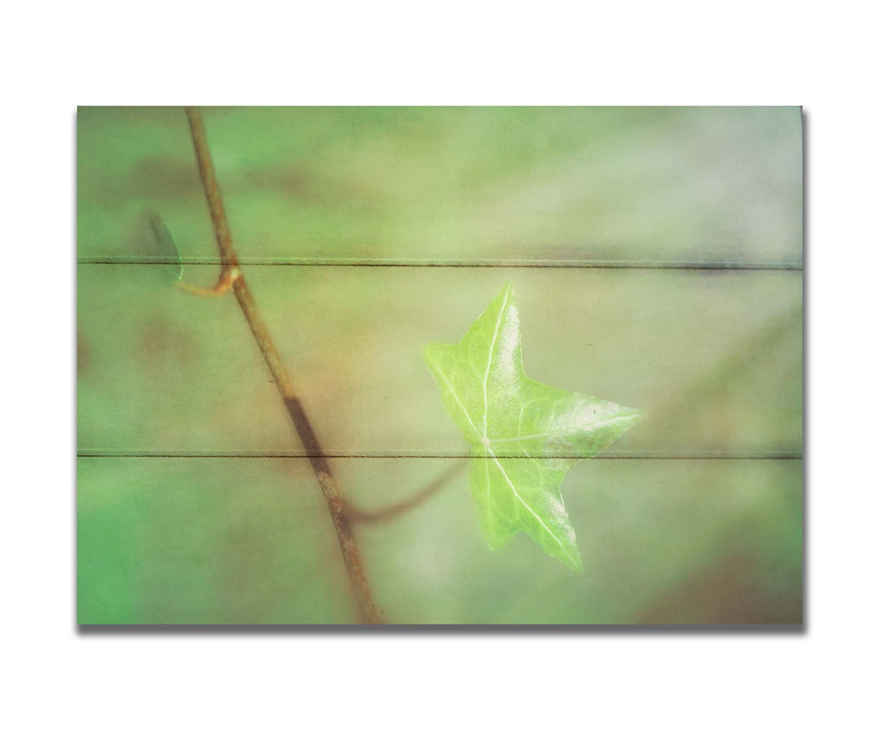 A photograph of a newly sprouted green leaf on a twig, glowing in the sunlight. Printed on a box board.