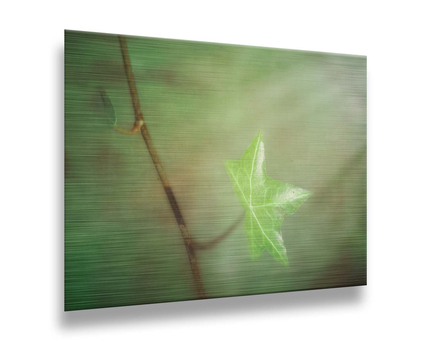 A photograph of a newly sprouted green leaf on a twig, glowing in the sunlight. Printed on metal.