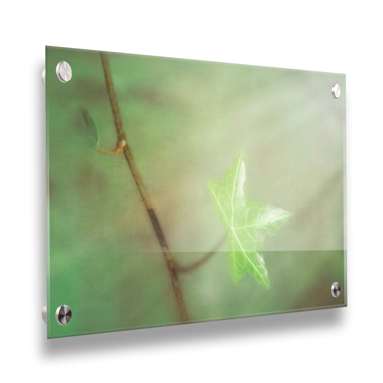 A photograph of a newly sprouted green leaf on a twig, glowing in the sunlight. Printed on acrylic.