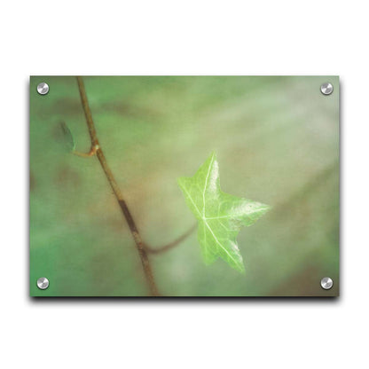 A photograph of a newly sprouted green leaf on a twig, glowing in the sunlight. Printed on acrylic.