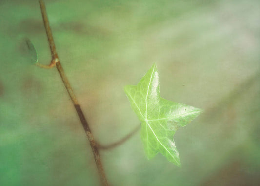 A photograph of a newly sprouted green leaf on a twig, glowing in the sunlight.