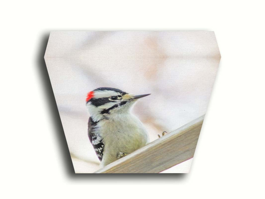 A photograph of a white, red, and black downy woodpecker bird perched on a wood beam, with an out of focus tree branch background. Printed on canvas.