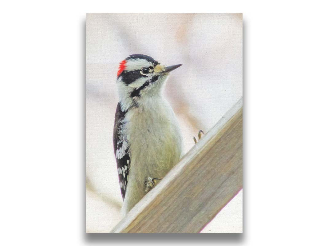 A photograph of a white, red, and black downy woodpecker bird perched on a wood beam, with an out of focus tree branch background. Printed on canvas.