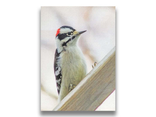 A photograph of a white, red, and black downy woodpecker bird perched on a wood beam, with an out of focus tree branch background. Printed on canvas.