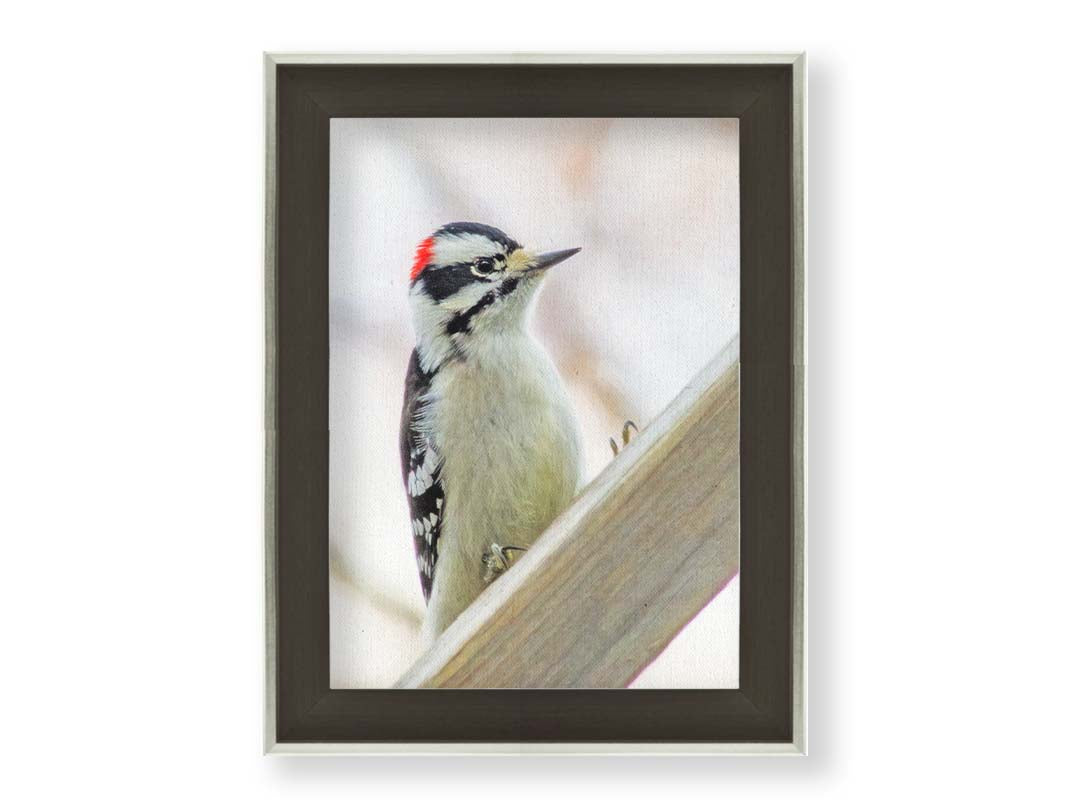 A photograph of a white, red, and black downy woodpecker bird perched on a wood beam, with an out of focus tree branch background. Printed on canvas and framed.