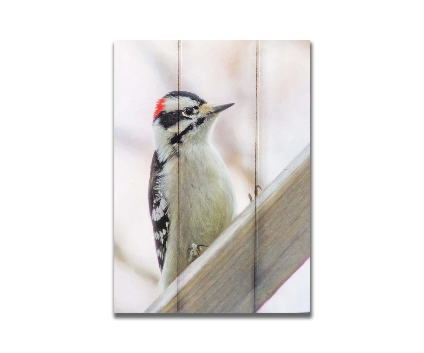 A photograph of a white, red, and black downy woodpecker bird perched on a wood beam, with an out of focus tree branch background. Printed on a box board.