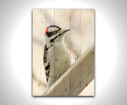 A photograph of a white, red, and black downy woodpecker bird perched on a wood beam, with an out of focus tree branch background. Printed on a wood pallet.