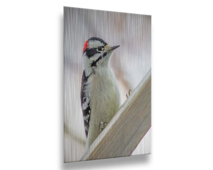 A photograph of a white, red, and black downy woodpecker bird perched on a wood beam, with an out of focus tree branch background. Printed on metal.