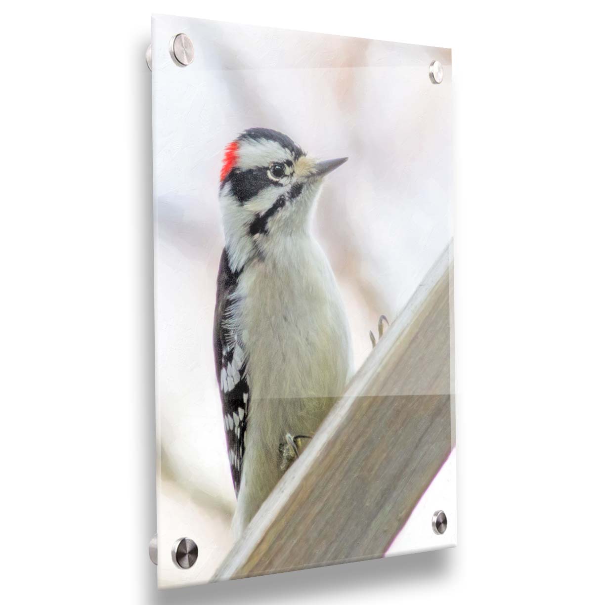 A photograph of a white, red, and black downy woodpecker bird perched on a wood beam, with an out of focus tree branch background. Printed on acrylic.