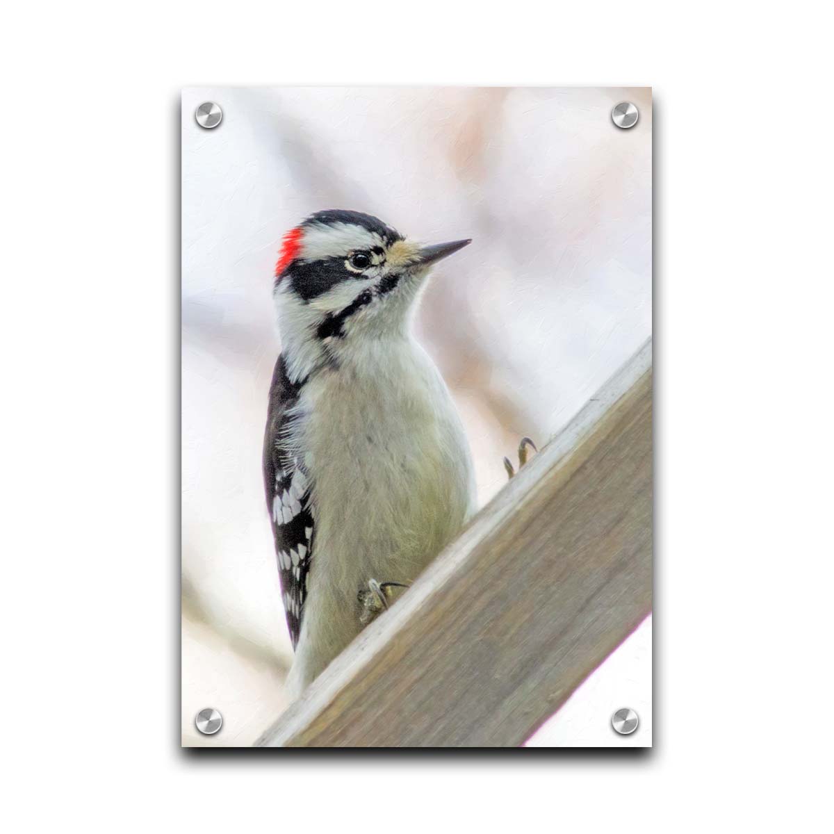 A photograph of a white, red, and black downy woodpecker bird perched on a wood beam, with an out of focus tree branch background. Printed on acrylic.