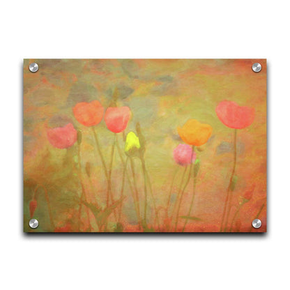 A photograph of tulips, edited with a dreamlike quality. The background is a blend of warm colors, abstracted and painterly. Printed on acrylic.