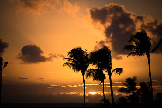A photo of palm trees in Maui silhouetted by the setting sun, with the sea in the background.