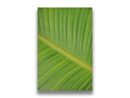 A closeup photo of a leaf of a bird of paradise palm, showing all the detail of the midrib and veins of the leaf. Printed on canvas.