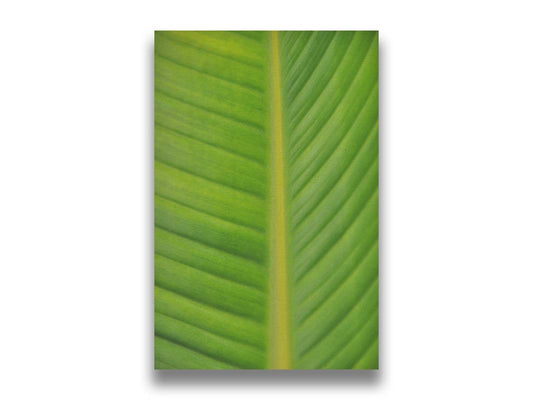 A closeup photo of a bird of paradise leaf, showing all the detail of the midrib and veins of the leaf. Printed on canvas.