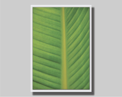 A closeup photo of a bird of paradise leaf, showing all the detail of the midrib and veins of the leaf. Printed on canvas in a float frame.