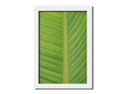 A closeup photo of a bird of paradise leaf, showing all the detail of the midrib and veins of the leaf. Printed on canvas and framed.