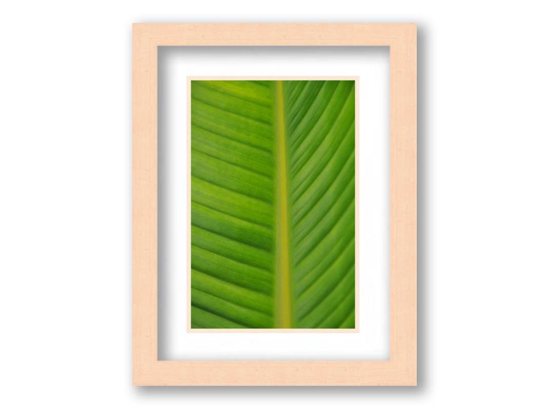 A closeup photo of a bird of paradise leaf, showing all the detail of the midrib and veins of the leaf. Printed on paper, matted, and framed.