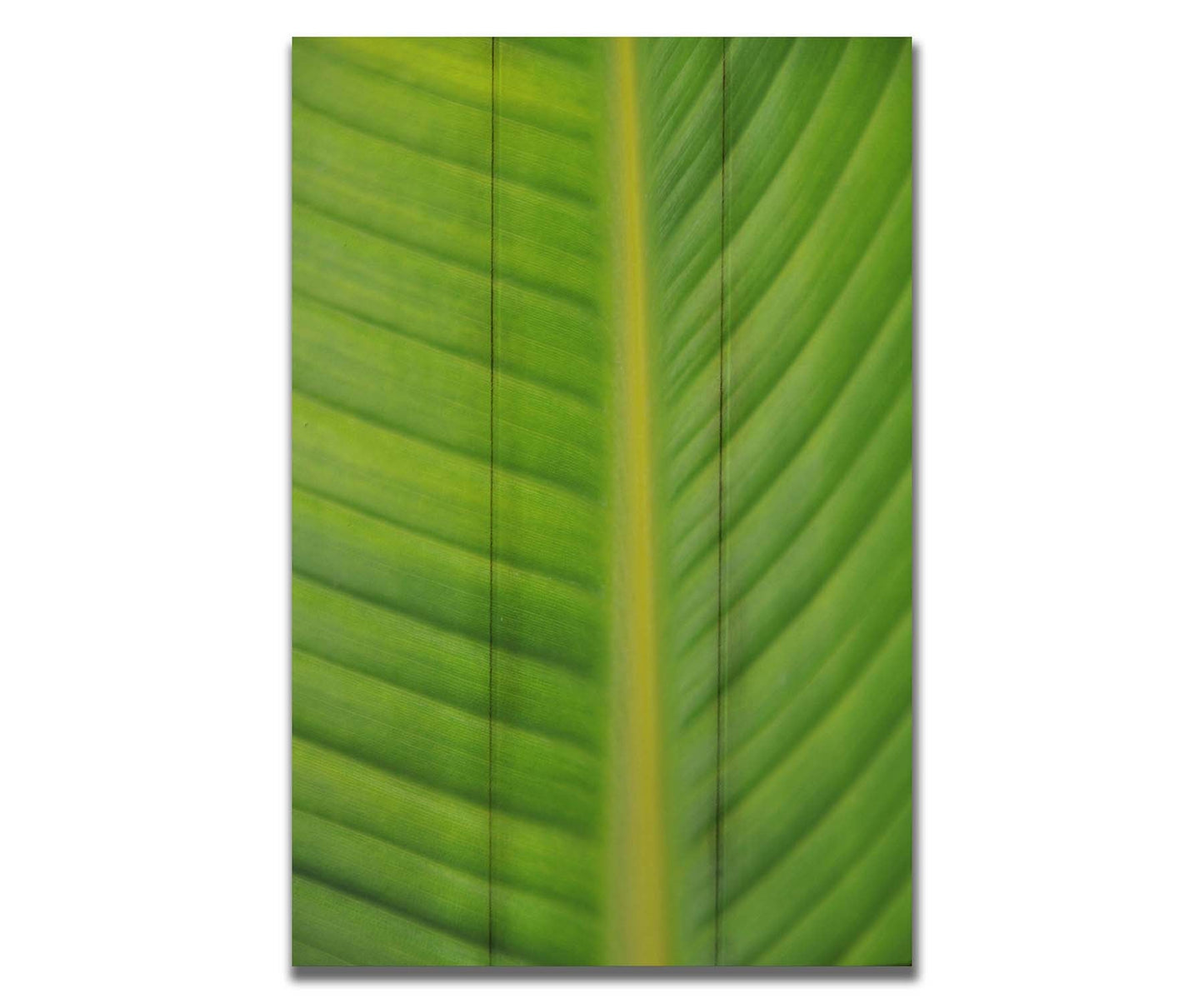 A closeup photo of a bird of paradise leaf, showing all the detail of the midrib and veins of the leaf. Printed on a box board.