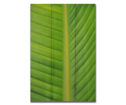 A closeup photo of a bird of paradise leaf, showing all the detail of the midrib and veins of the leaf. Printed on a box board.