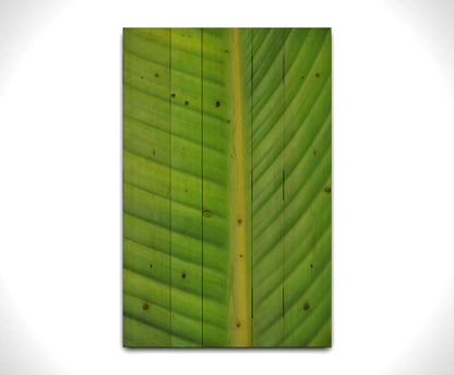 A closeup photo of a bird of paradise leaf, showing all the detail of the midrib and veins of the leaf. Printed on a wood pallet.