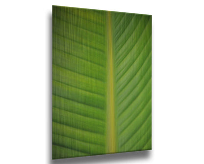 A closeup photo of a bird of paradise leaf, showing all the detail of the midrib and veins of the leaf. Printed on metal.