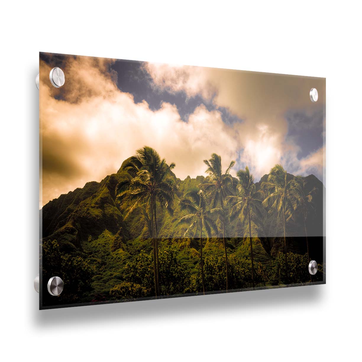 A photo of a line of palm trees in the wind, backed by the Koʻolau mountain range. Printed on acrylic.