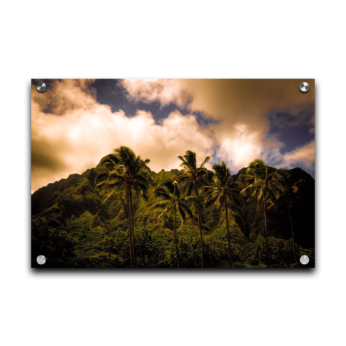 A photo of a line of palm trees in the wind, backed by the Koʻolau mountain range. Printed on acrylic.