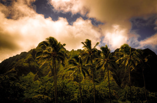 A photo of a line of palm trees in the wind, backed by the Koʻolau mountain range.