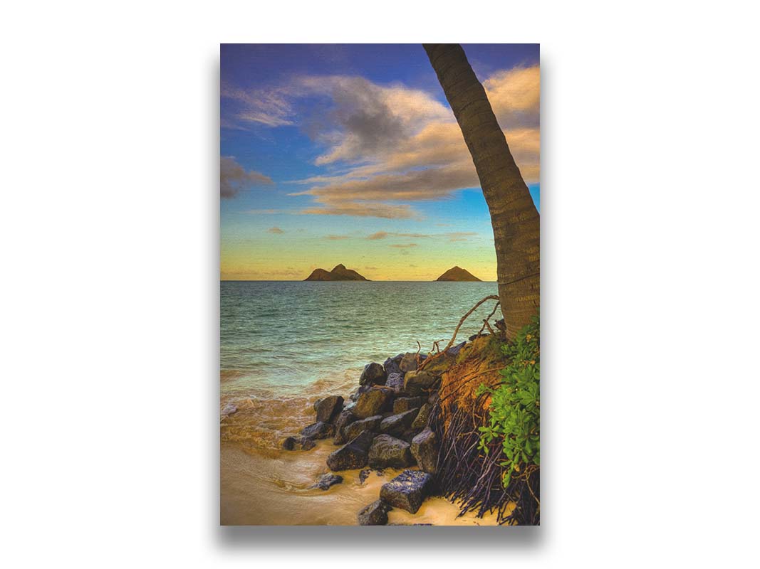 A photo of the Kaʻōhao beach, looking out at the sea. A palm tree sits nestled on rocks in the foreground. Printed on canvas.