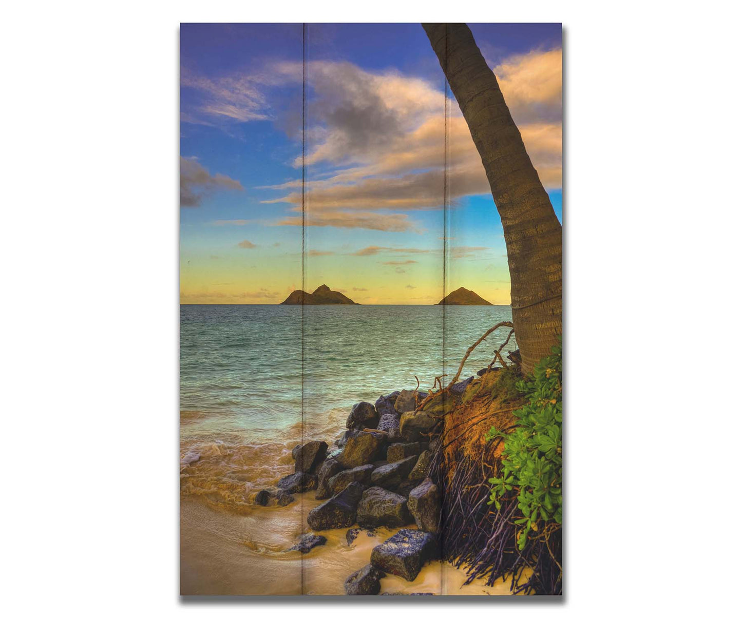 A photo of the Kaʻōhao beach, looking out at the sea. A palm tree sits nestled on rocks in the foreground. Printed on a box board.