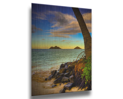 A photo of the Kaʻōhao beach, looking out at the sea. A palm tree sits nestled on rocks in the foreground. Printed on metal.