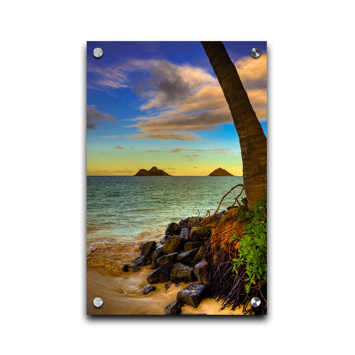 A photo of the Kaʻōhao beach, looking out at the sea. A palm tree sits nestled on rocks in the foreground. Printed on acrylic.