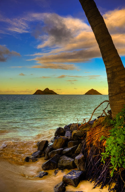 A photo of the Kaʻōhao beach, looking out at the sea. A palm tree sits nestled on rocks in the foreground.