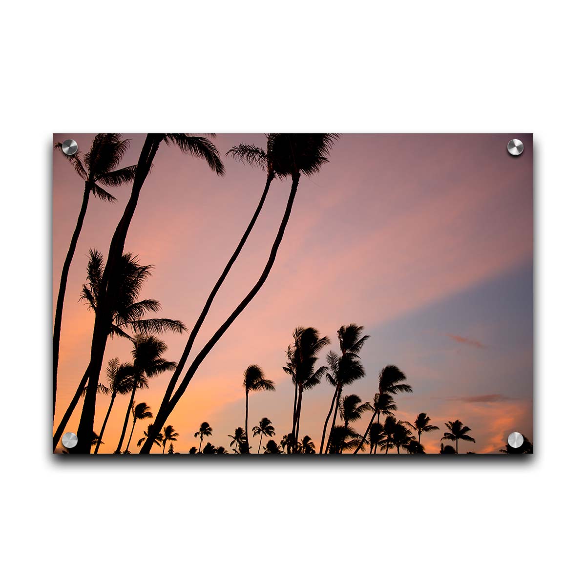 A photo of many palm trees silhouetted against a colorful sunrise reflecting pinks and yellows off the clouds. Printed on acrylic.