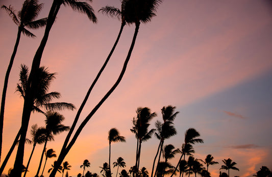 A photo of many palm trees silhouetted against a colorful sunrise reflecting pinks and yellows off the clouds. 