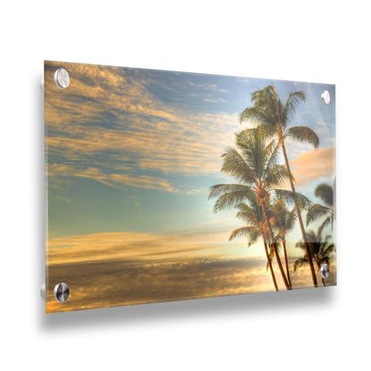 Photograph of palm trees set against the morning sky by the orange hues of the sunrise. Printed on acrylic.