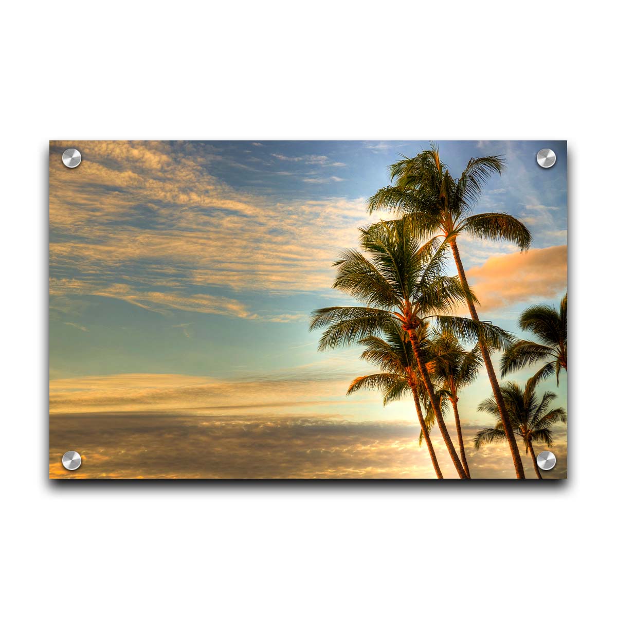 Photograph of palm trees set against the morning sky by the orange hues of the sunrise. Printed on acrylic.