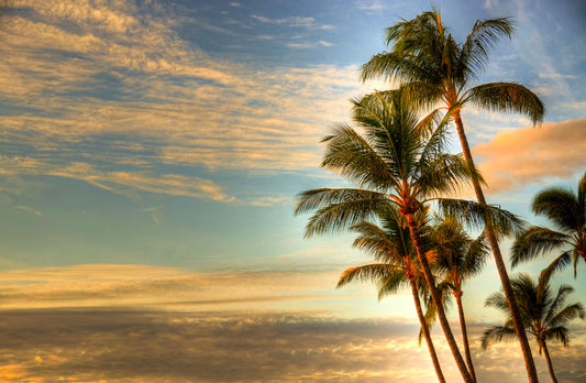 Photograph of palm trees set against the morning sky by the orange hues of the sunrise