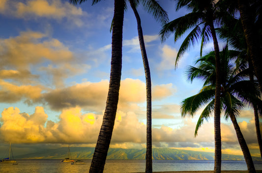 A photo of a collection of palm trees, backed by a view of the sea and distance mountainous islands lit with yellow from the low sun.