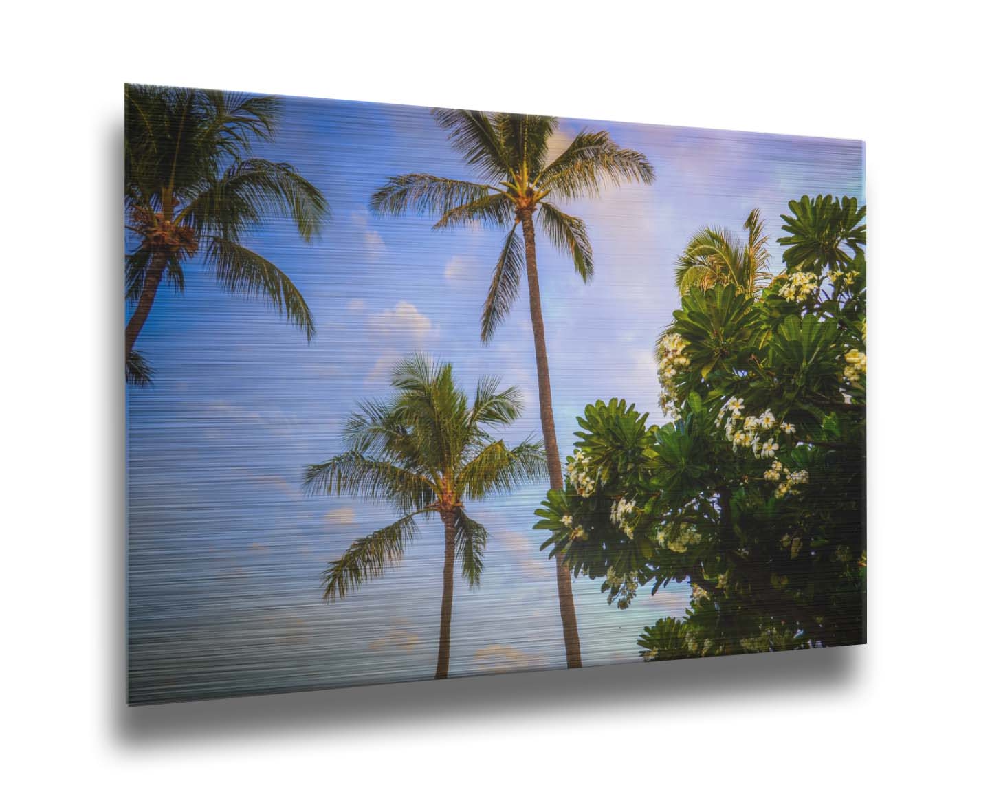 A photo looking up at palm trees and plumeria plants set against a blue sky. Printed on metal.