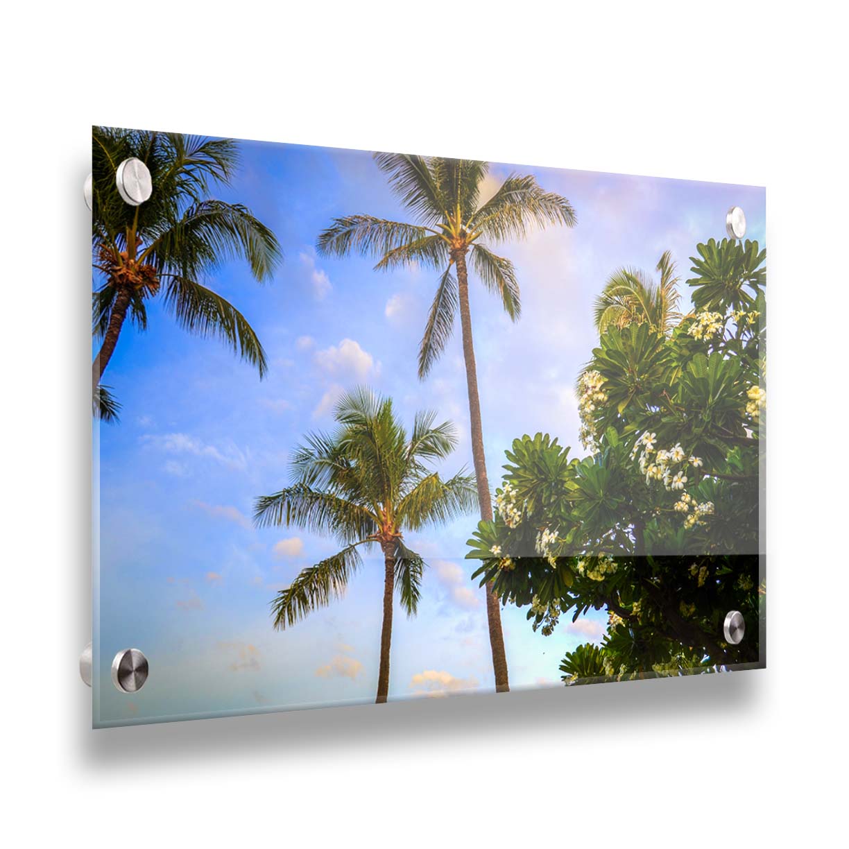 A photo looking up at palm trees and plumeria plants set against a blue sky. Printed on acrylic.