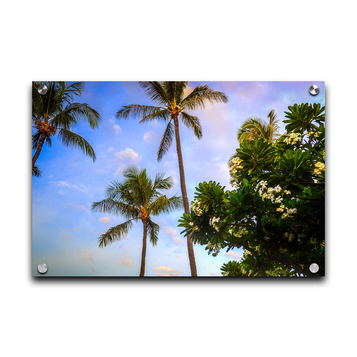 A photo looking up at palm trees and plumeria plants set against a blue sky. Printed on acrylic.