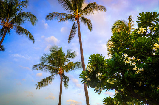 A photo looking up at palm trees and plumeria plants set against a blue sky.