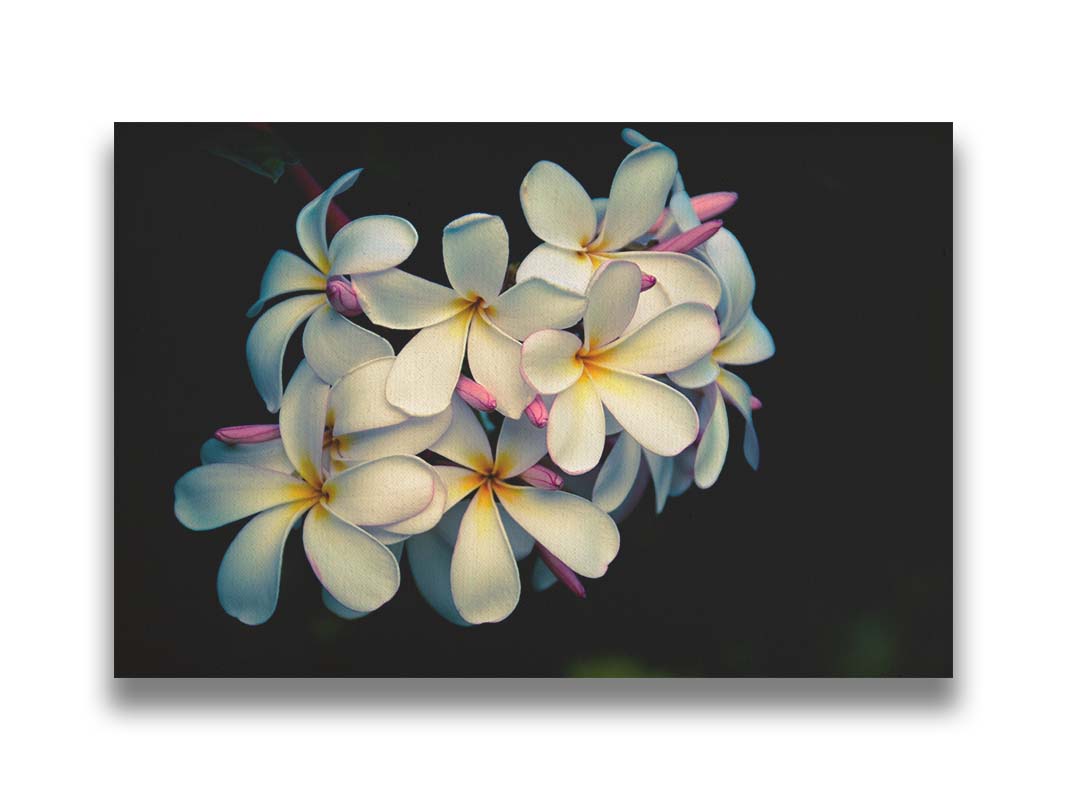 A photo of a cluster of white plumeria blooms with yellow centers, alongside closed pink blossoms. Printed on canvas.