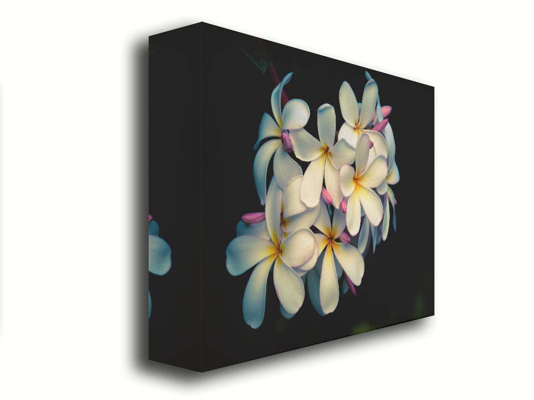 A photo of a cluster of white plumeria blooms with yellow centers, alongside closed pink blossoms. Printed on canvas.