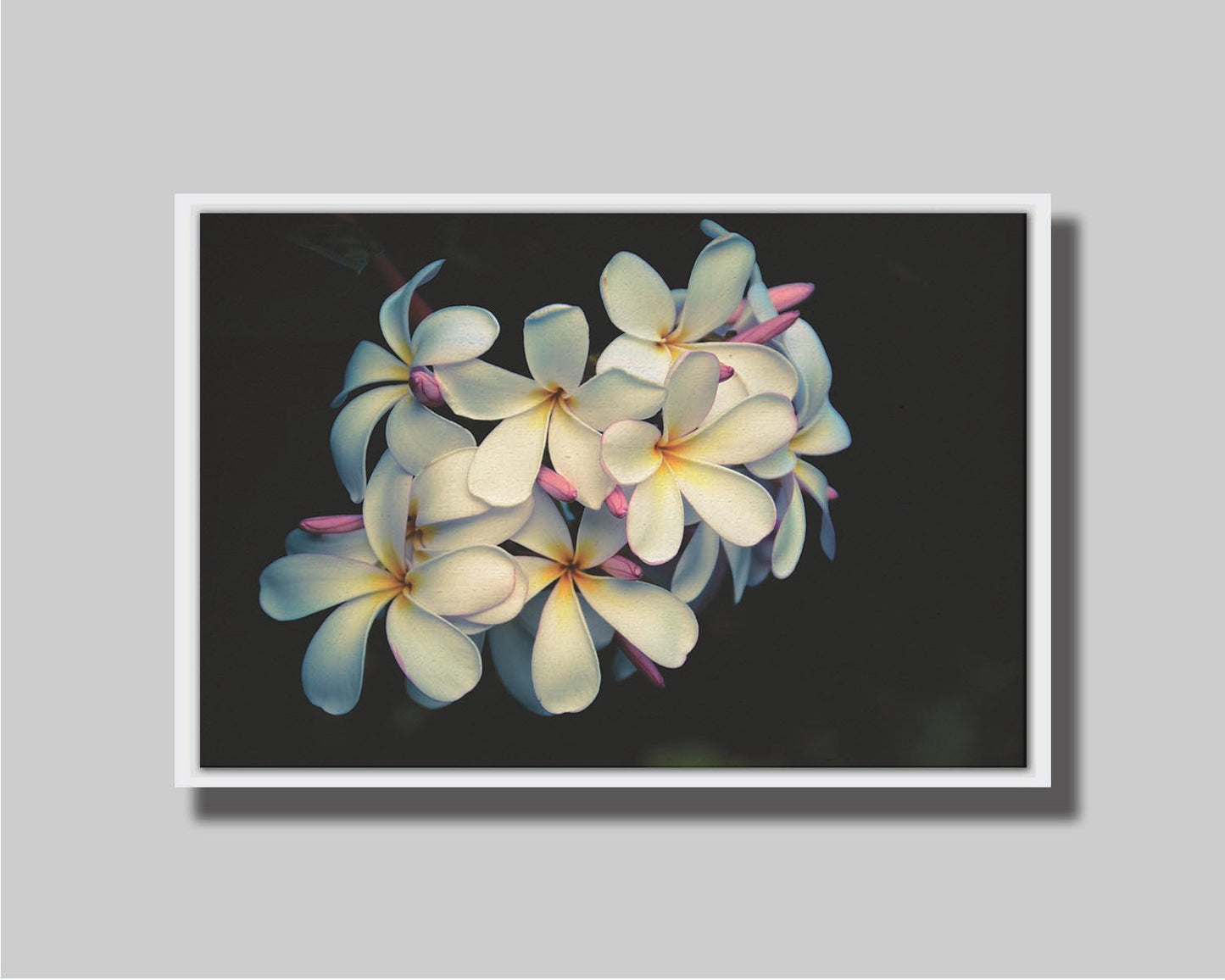 A photo of a cluster of white plumeria blooms with yellow centers, alongside closed pink blossoms. Printed on canvas in a float frame.