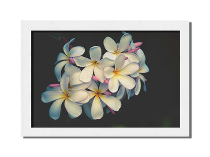 A photo of a cluster of white plumeria blooms with yellow centers, alongside closed pink blossoms. Printed on canvas and framed.