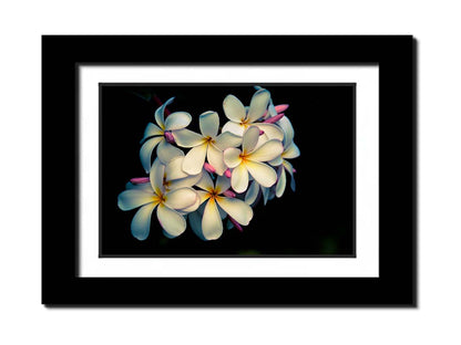 A photo of a cluster of white plumeria blooms with yellow centers, alongside closed pink blossoms. Printed on paper, matted, and framed.